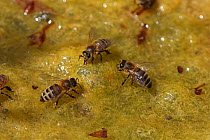 Honey bee (Apis mellifera) workers drinking from algae-covered pond. Surrey, England, August.