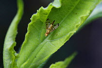 Knapweed gall fly (Terellia ceratocera) female. Surrey, England, July.
