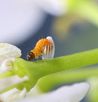 Orange-tip butterfly (Anthocharis cardamines) caterpillar emerging from egg. Surrey, England, May.