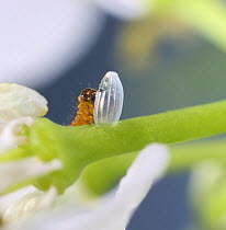 Orange-tip butterfly (Anthocharis cardamines) caterpillar feeding on egg shell. Surrey, England, May.