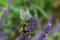 Chalk-hill blue butterfly (Lysandra coridon) and Bumblebee (Bombus sp) feeding on lavender flowers, Surrey, England, August.