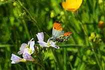Orange-tip butterfly (Anthocharis cardamines) male feeding from Cuckoo flower (Cardamine pratensis). Wales, UK, June.