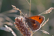 Small heath butterfly (Coenonympha pamphilus) resting in late evening light. Surrey, England, September.