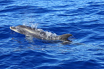 RF- Bottle-nosed dolphin (Tursiops truncatus) at surface blowing bubbles. La Palma, Canary Islands. (This image may be licensed either as rights managed or royalty free.)