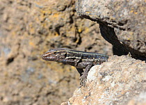 Canary Island lizard (Gallotia galloti) La Palma, Canary Islands.