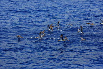 Cory's shearwaters (Calonectris diomedea) taking off from the water. La Palma, Canary Islands.