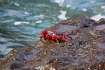 Red rock crab (Grapsus adscensionis) on rock, La Palma, Canary Islands.