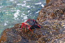 Red rock crab (Grapsus adscensionis) on rock, La Palma, Canary Islands.