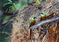 Rufous-tailed jacamar (Galbula ruficauda) pair. Tobago, West Indies.
