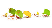 Leaf-cutter ants (Atta cephalotes) on white background, carrying leaf sections and flower heads. Tobago, West Indies. Digital Composite.