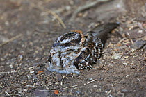 White-tailed nightjar (Caprimulgus cayennensis) resting during daylight. Tobago, West Indies.