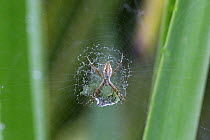 Silver argiope spider (Argiope argentata) juvenile with raindrop trapped in its stabilimentum. Tobago, West Indies.