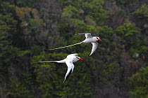 RF- Red-billed tropicbirds (Phaethon aethereus) in flight. Tobago, West Indies. Digital Composite. (This image may be licensed either as rights managed or royalty free.)