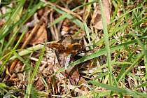 Bee fly (Bombylius major) pair mating, male on right. Surrey, England, April.