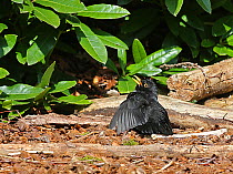 Blackbird (Turdus merula) male sun bathing. Surrey, England, April.