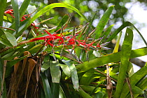 Bromeliad (Aechmea dichlamydia) flowering. Tobago, West Indies.