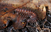 Millipede (Polydesmus complanatus) amongst leaf litter. Surrey, England, April.
