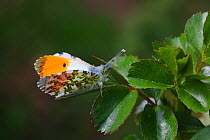 Orange-tip butterfly (Anthocharis cardamines) male basking. Surrey, England, April.
