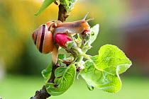 Brown-lipped banded snail (Cepaea nemoralis) in apple tree. Surrey, England, April.