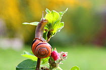 Brown-lipped banded snail (Cepaea nemoralis) in apple tree. Surrey, England, April.