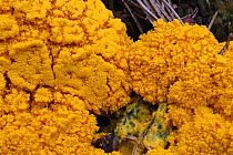 Yellow slime mould (Fuligo septica) growing on a rotting pine stump, Surrey, England, April.