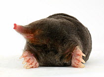 European mole (Talpa europaea) on white background. Captive, occurs in Europe.