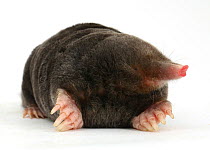 European mole (Talpa europaea) on white background. Captive, occurs in Europe.