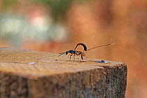 Ichneumon wasp (Gasteruption jaculator) laying eggs on top of wooden fence post, Surrey, England, July.