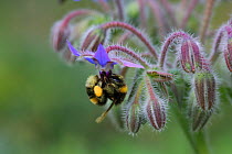 White-tailed bumblebee (Bombus lucorum) worker with full pollen sacs visiting Borage (Borago officinalis) flower. Surrey, England, July.