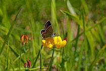 Brown argus butterfly (Aricia agestis) on Bird's-foot-trefoil (Lotus corniculatus), France, July.
