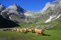 Domestic cattle grazing  in montane meadow, Le Cirque de Troumouse, French Pyrenees, France, July 2013.