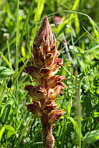 Clove-scented broomrape (Orobanche caryophyllacea) flowering, France, July.