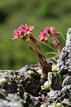 Cobweeb houseleek (Sempervivum arachnoideum) flowering. France, July.
