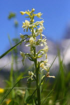 Greater butterfly orchid (Platanthera chlorantha) in flower, France, July.