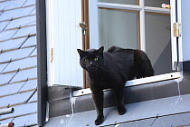 Black domestic tom cat vocalising at rival from an upstairs window, Gavarnie, France.
