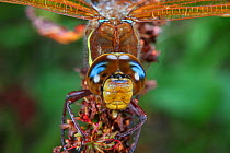 Brown hawker dragonfly (Aeshna grandis) head detail. Surrey, England.