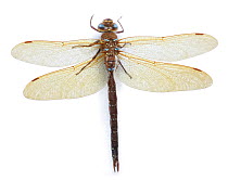 Brown hawker dragonfly (Aeshna grandis) Surrey, England.