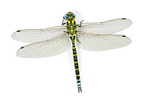 Southern hawker dragonfly (Aeshna cyanea) male. Surrey, England.
