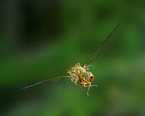Cicada (Cicadoidea) in flight. Trinidad, West Indies.