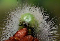 Pale tussock moth (Calliteara pudibunda) caterpillar. Surrey, England, October.