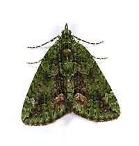 Red-green carpet moth (Chloroclysta siterata) Surrey, England, November.