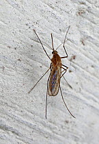 Mosquito (Culex pipiens) female hibernating on a cellar wall, Europe, February.