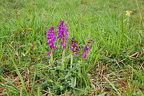 Early purple orchid (Orchis mascula) on Cotswold downland, Gloucestershire, England, April.