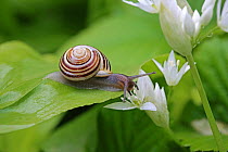 RF- White-lipped banded snail (Cepaea hortensis) on Wild garlic leaf. Gloucestershire, England, April.