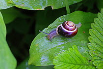White-lipped banded snail (Cepaea hortensis) on Wild garlic leaf. Gloucestershire, England, April.