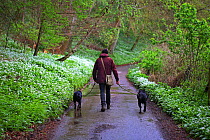 Dog walker on country lane surrounded by Wild garlic or Ramsons (Allium ursinum) Gloucestershire, England, April 2014.