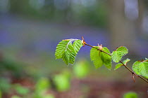 Spring Beech (Fagus sylvatica) leaves in Cotswold wood, Gloucestershire, England, April.