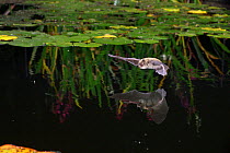 Pipistrelle bat (Pipistrellus pipistrellus) flying low over water. Surrey, England, August.