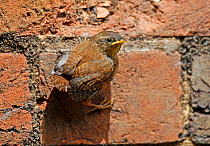 Wren (Troglodytes troglodytes) fledgling on brick wall. Surrey, England, June.