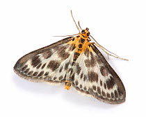 Small magpie moth (Eurrhypara hortulata) Surrey, England, May.